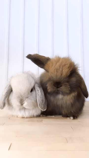 Rabbit